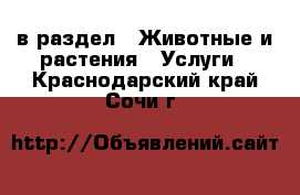  в раздел : Животные и растения » Услуги . Краснодарский край,Сочи г.